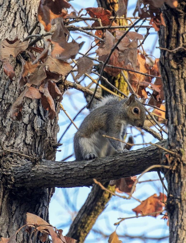 Mr. Squirrel