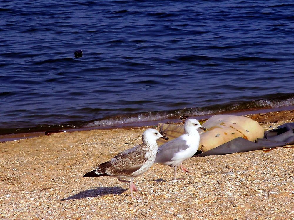 Ты да я да мы с тобой