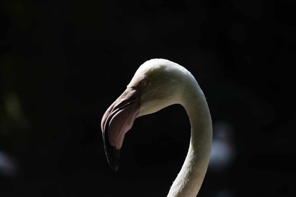 flamingo portrait