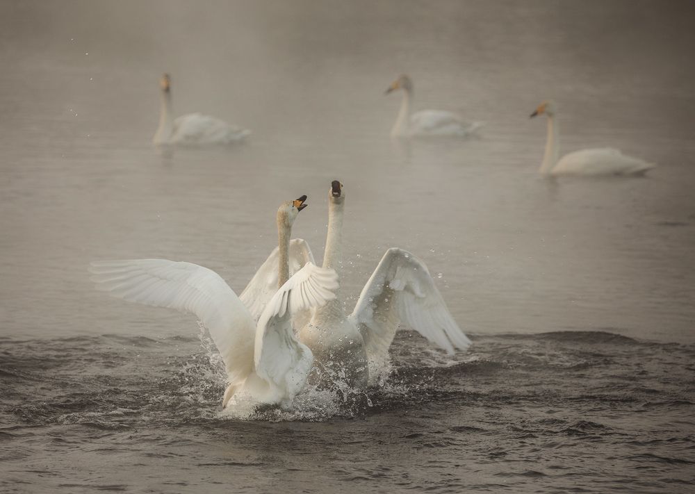 Лебединое озеро
