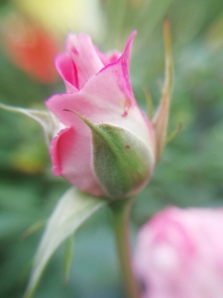 Розовая Розочка