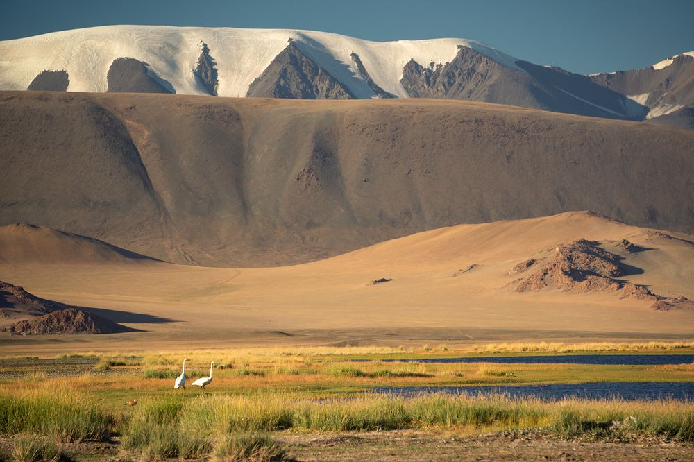 Пара лебедей