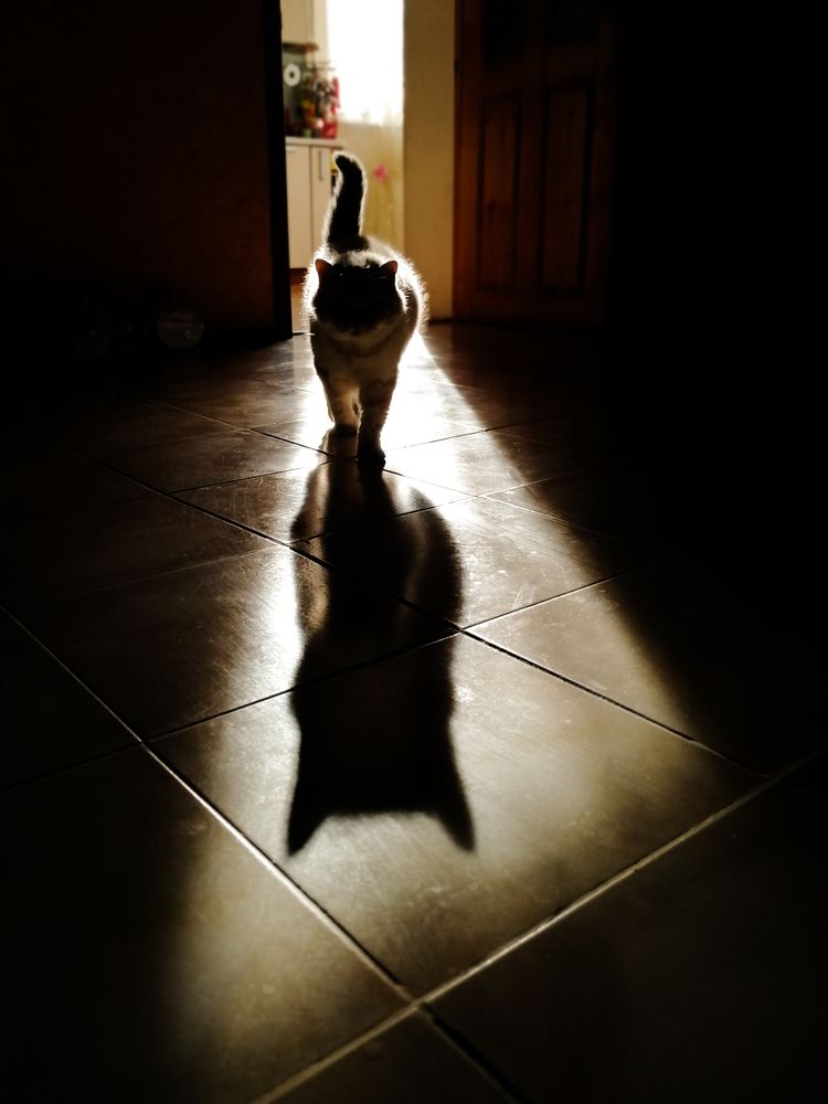 Котик