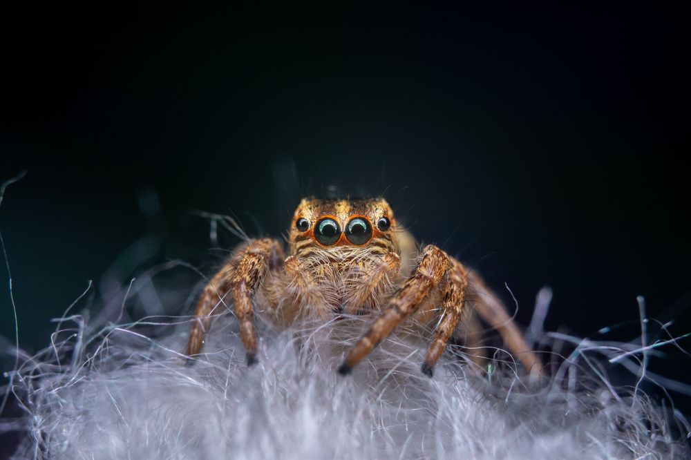 jumping spider on cotton