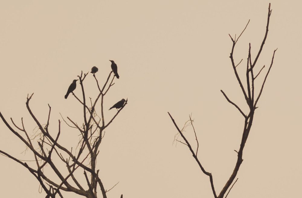 Silhouette