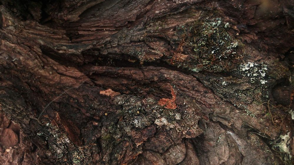 Удивительное в природе.