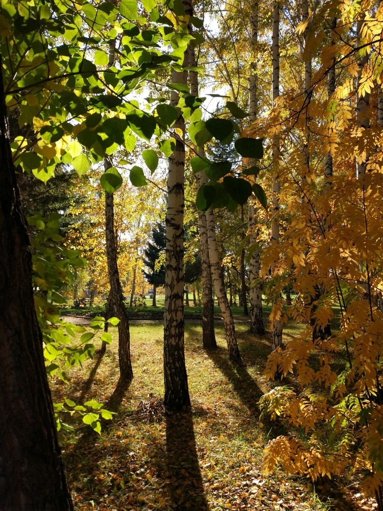 Золотая осень