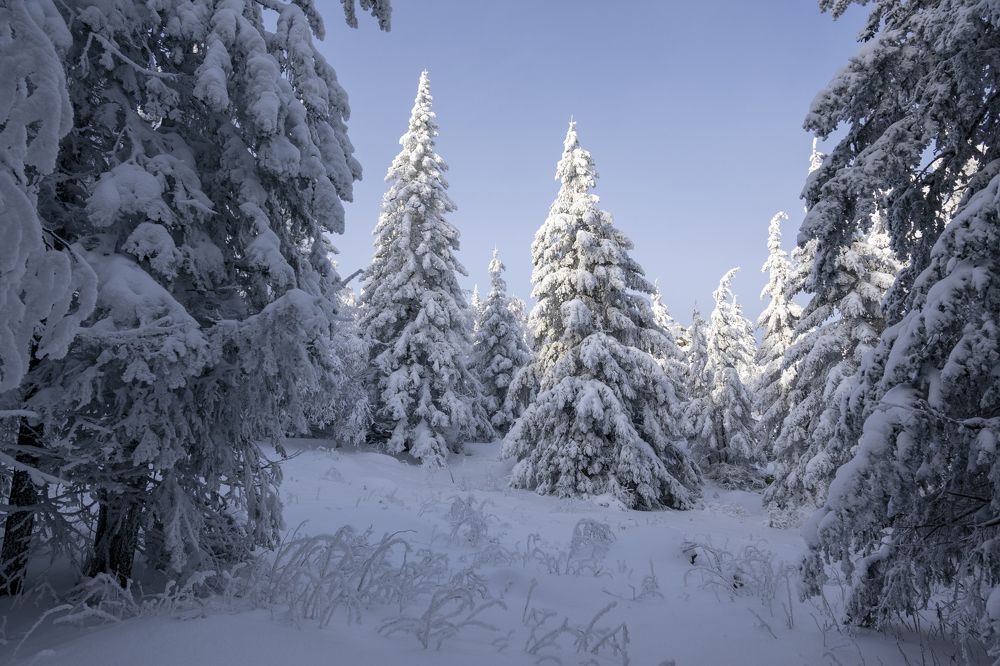 В зимнем лесу