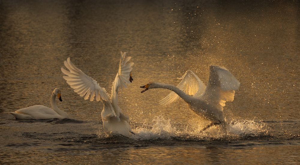 Лебединое озеро