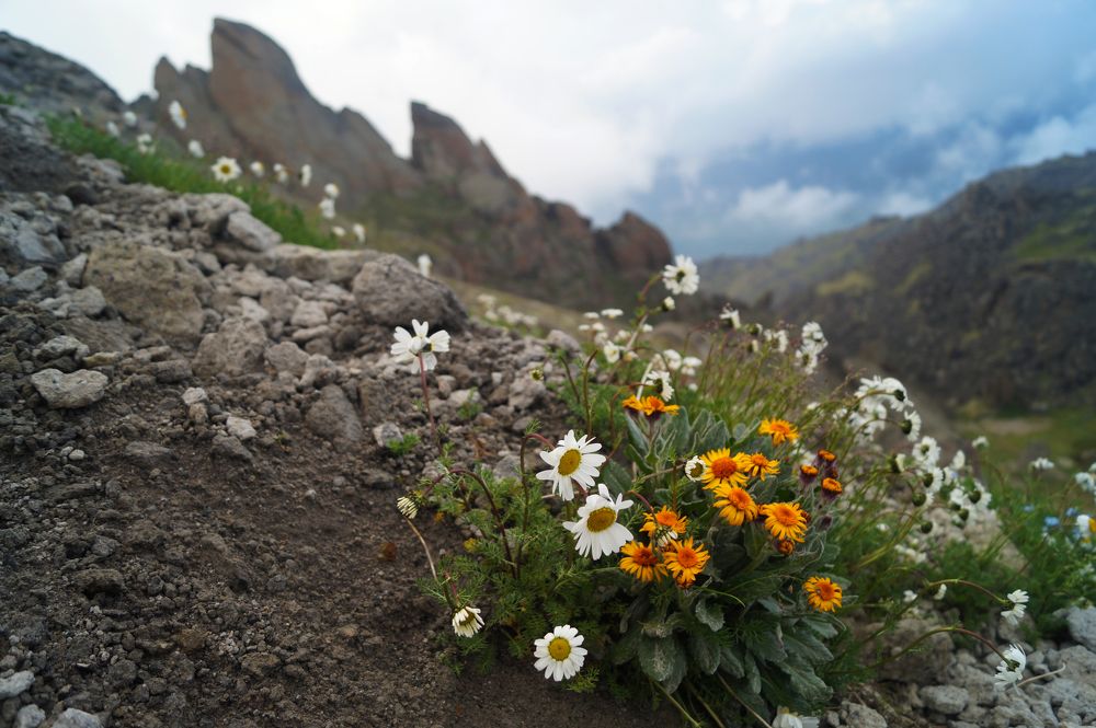 Горные цветы