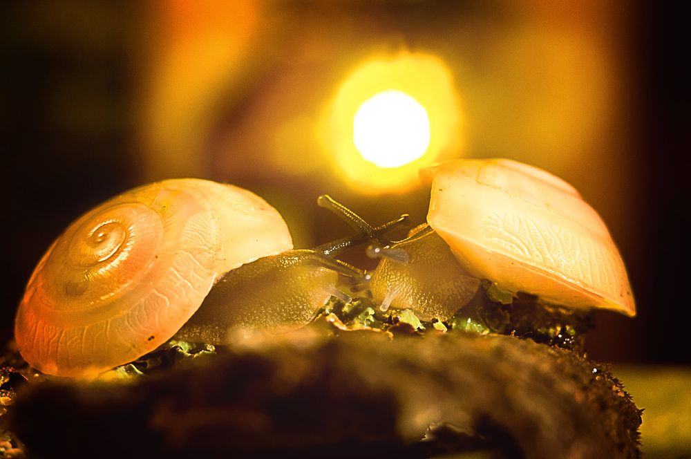 Закатная любовь