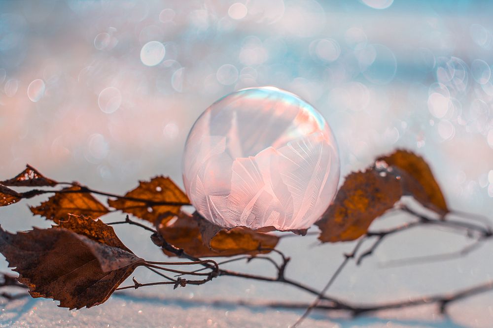 Зимний цветок