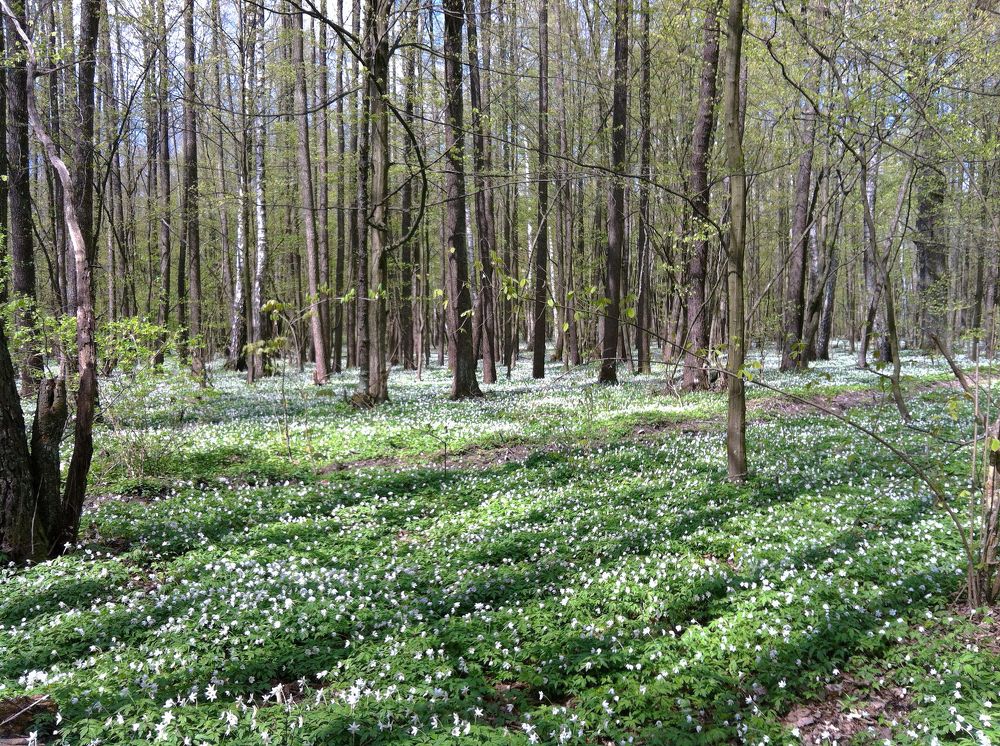 Весенний ковер