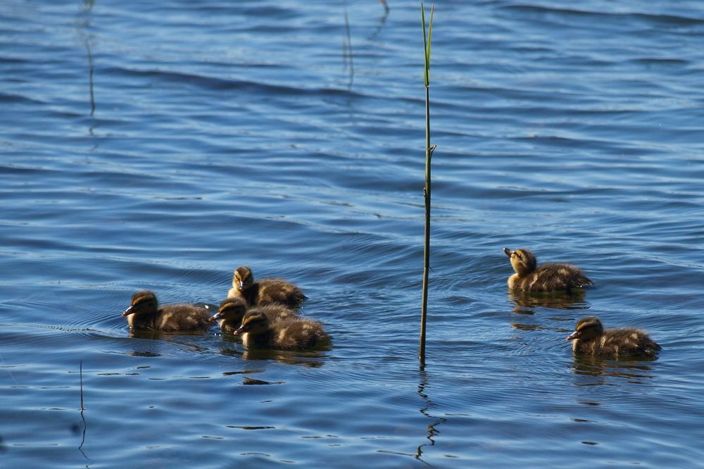 На утреннем променаде. Скоро в небо.