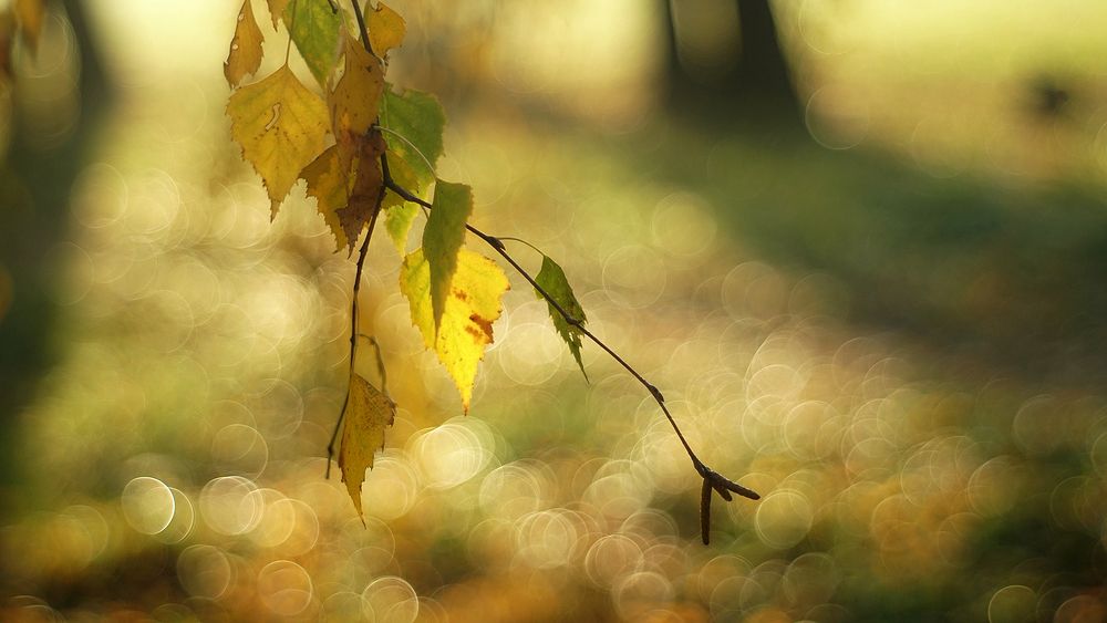 Photograph by Dzianis Mizhui