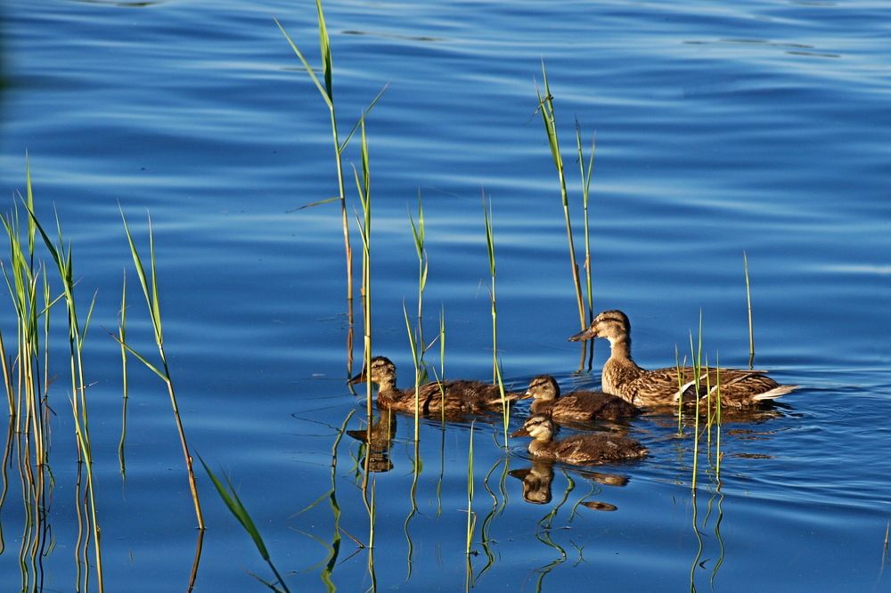 Счастливая мама...
