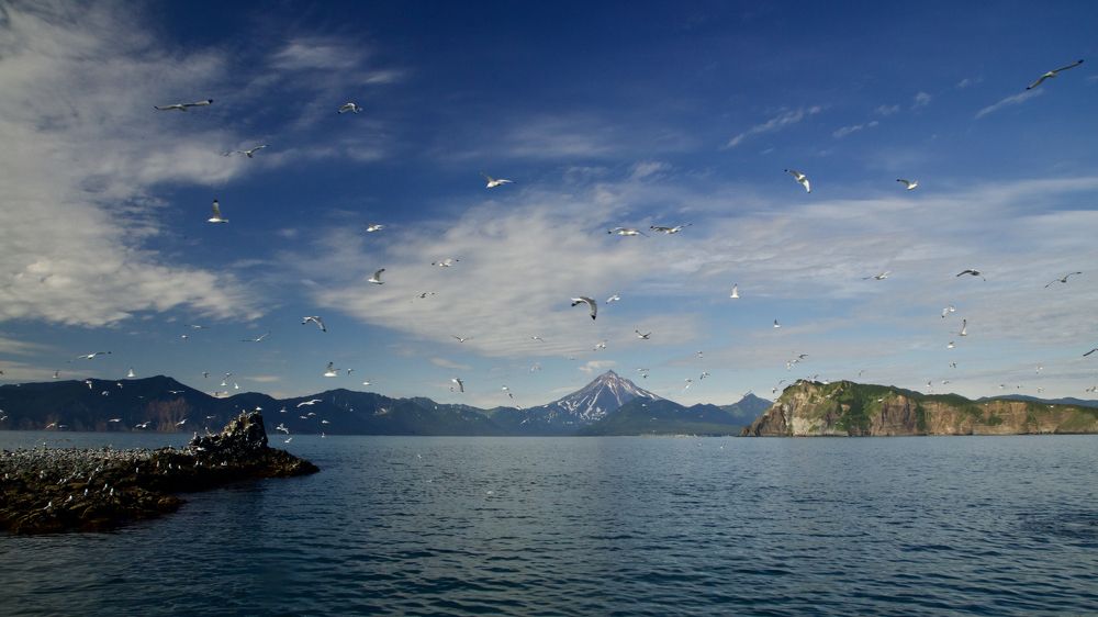 Птицы и горы