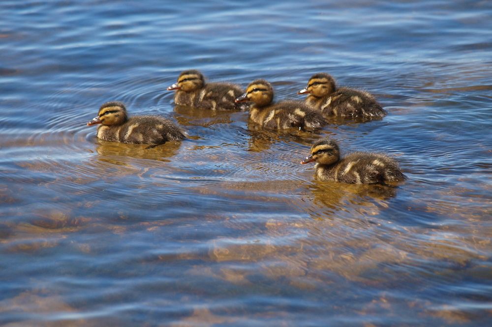 Великолепная пятерка.