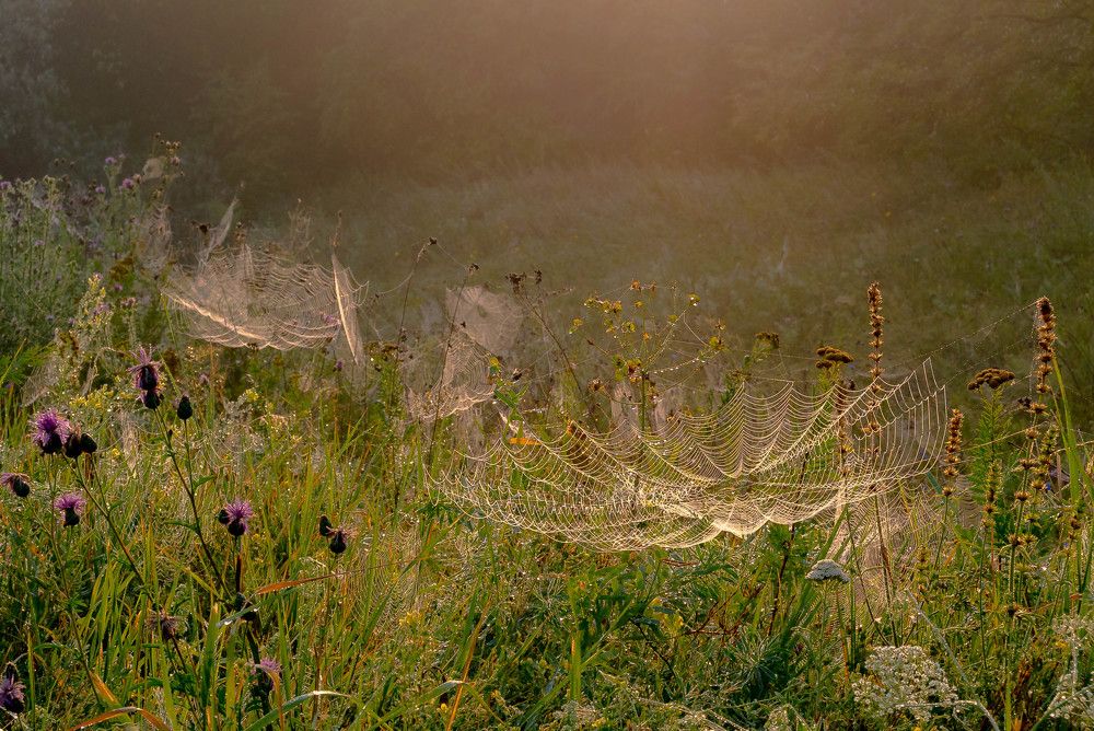 Паучье царство