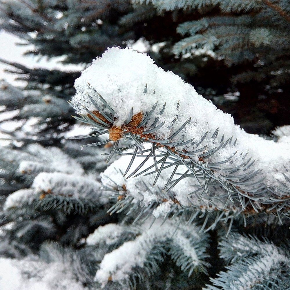 С первым снегом