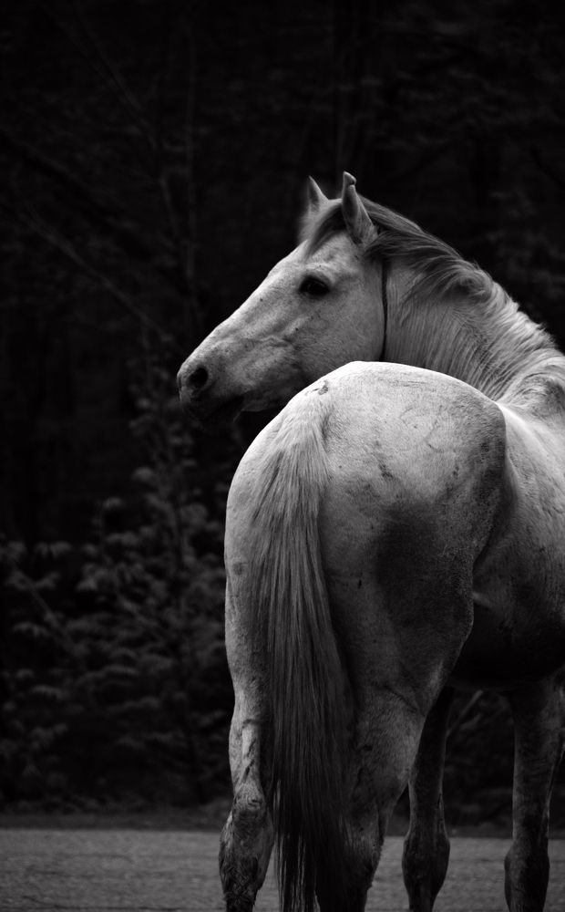 The White Wild