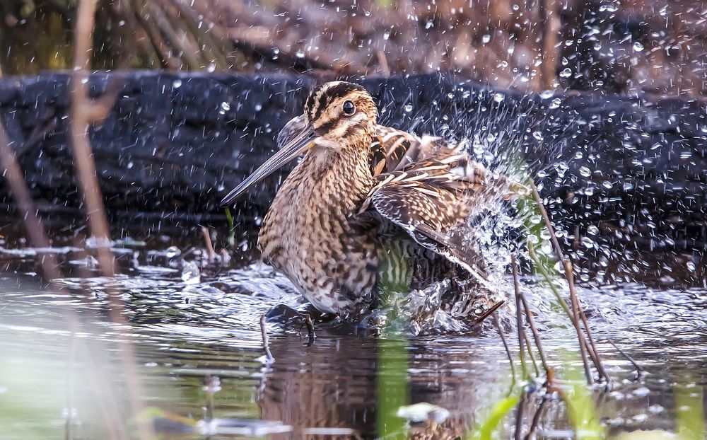 Купание утреннего бекаса