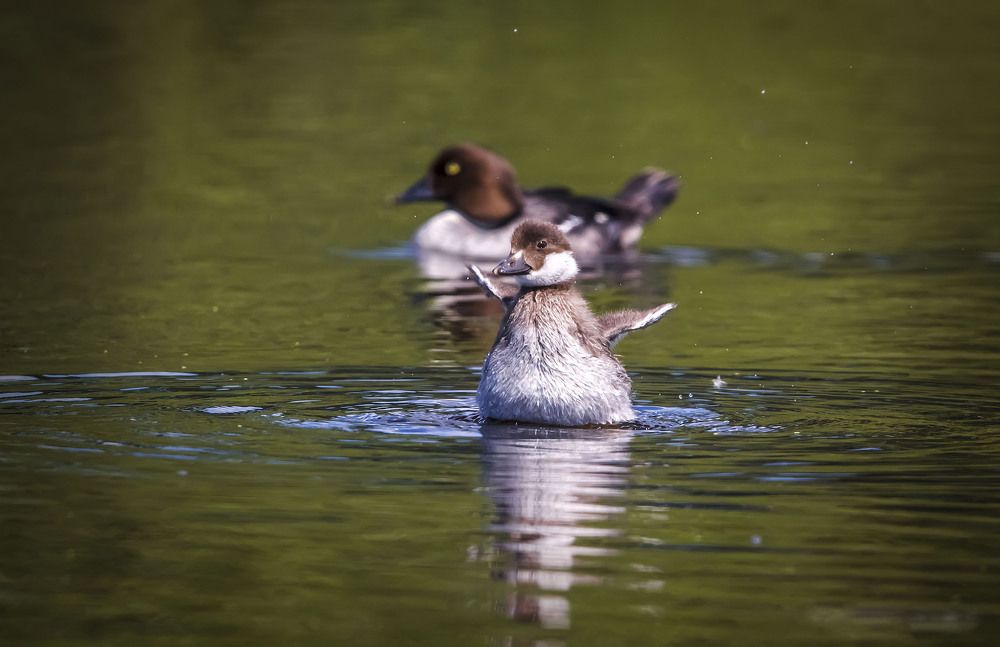 Попытка взлететь...