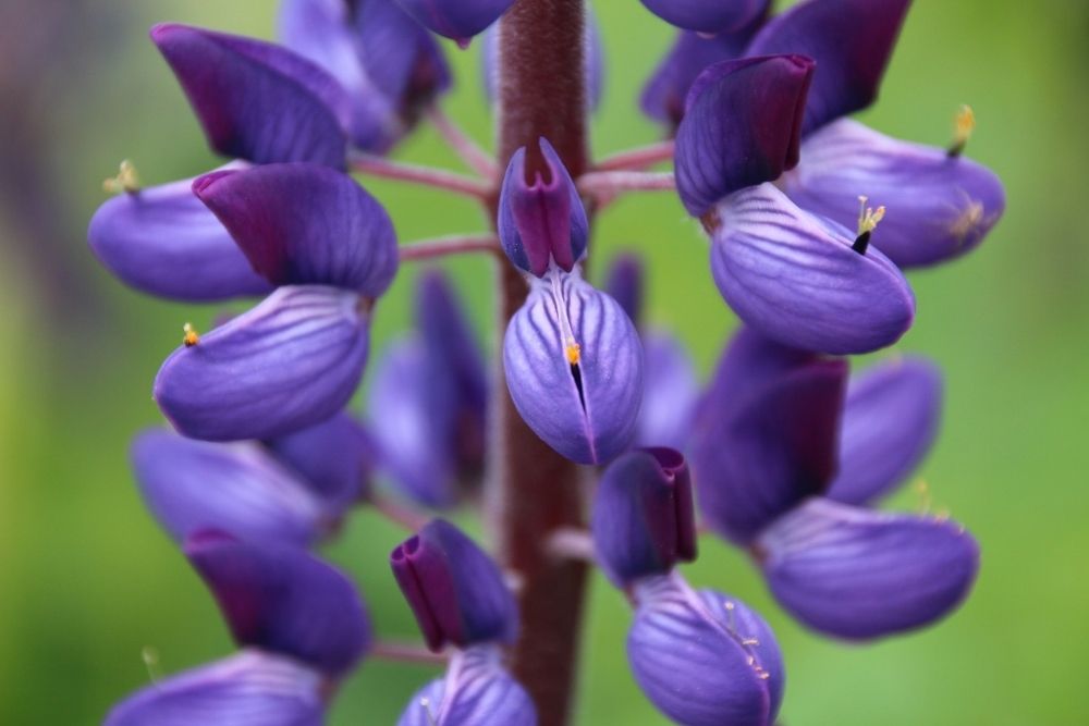 Blue lupine