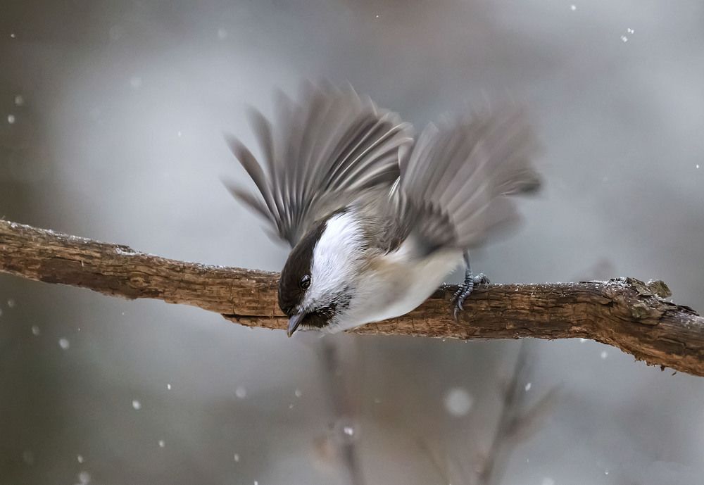 Вслед за снежинками...