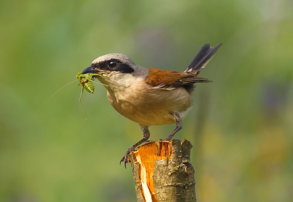 Сытный трофей...