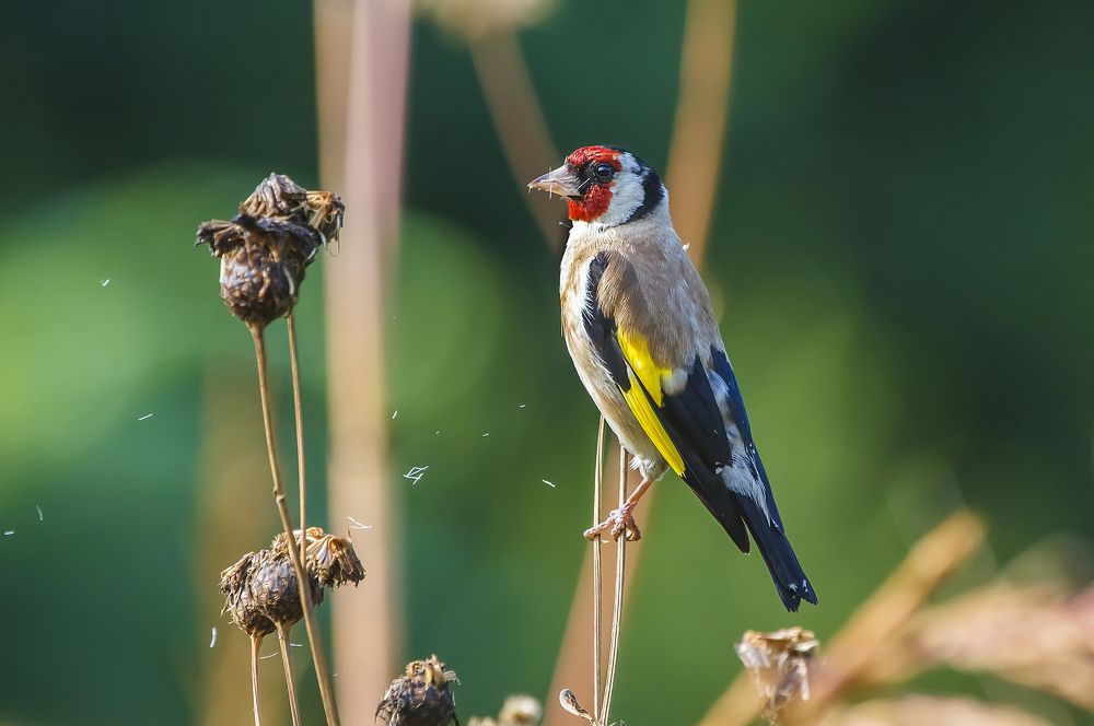 Утренний ветерок