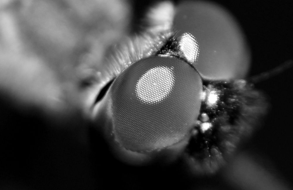 ID: Killer's Eyes Of The Beast