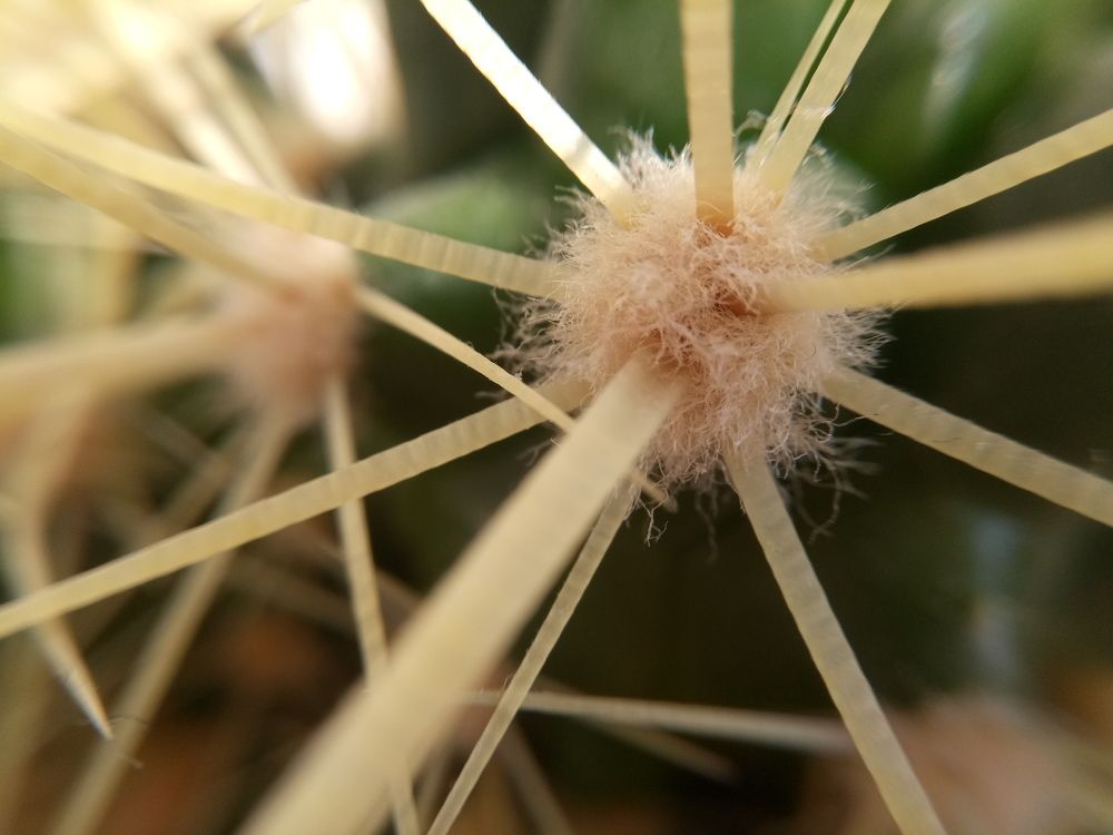 Photograph by Лена Латова