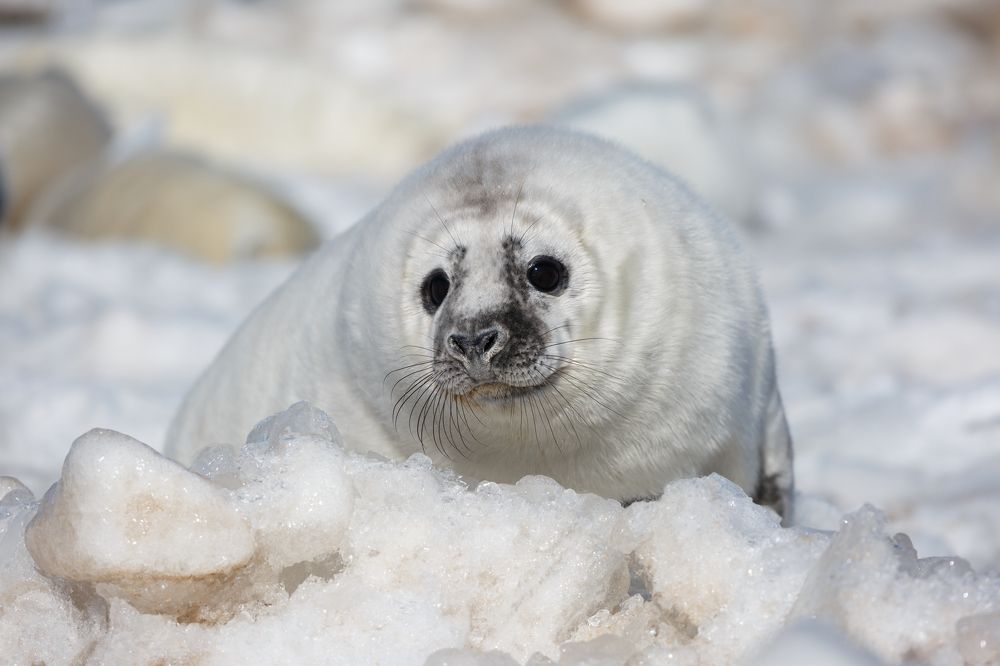 Зимняя сказка