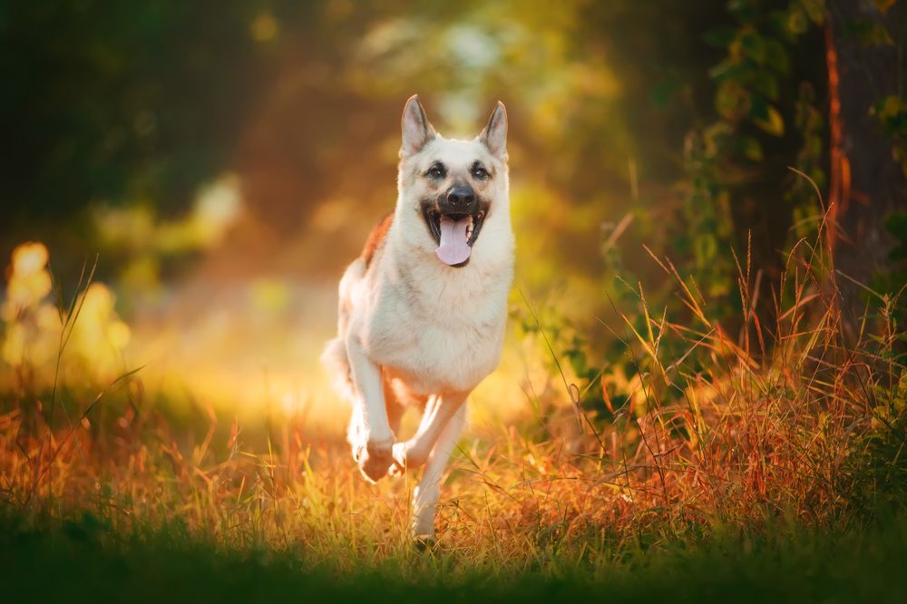 Вперед, только вперед!