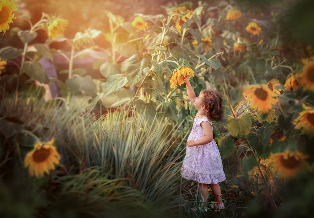 Страна подсолнухов