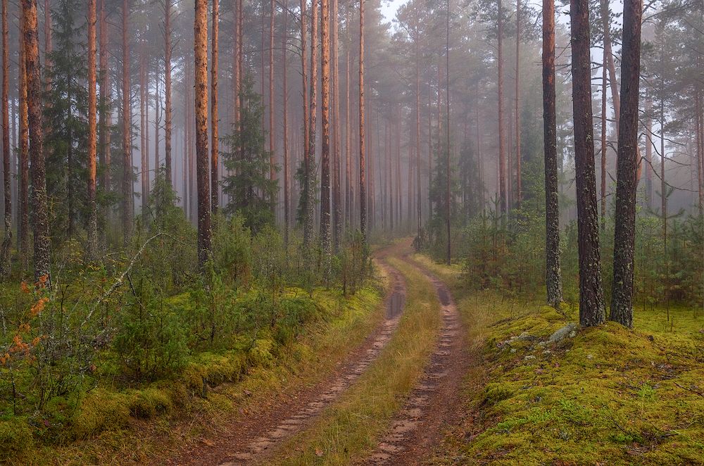 волшебный лес