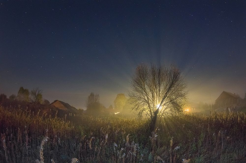 волшебное дерево