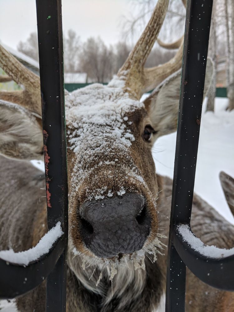 Нос