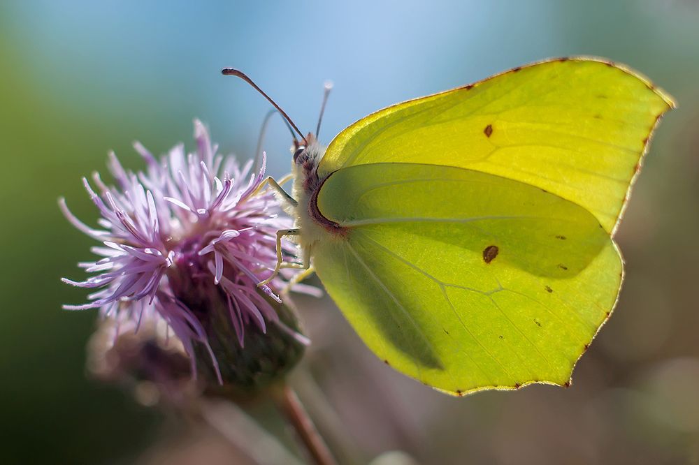 Бабочка-лимонница