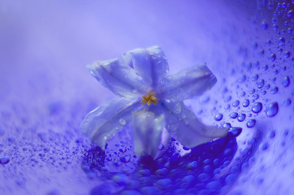 Хионодокса