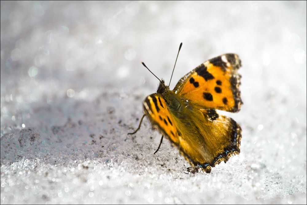 рано проснулась...