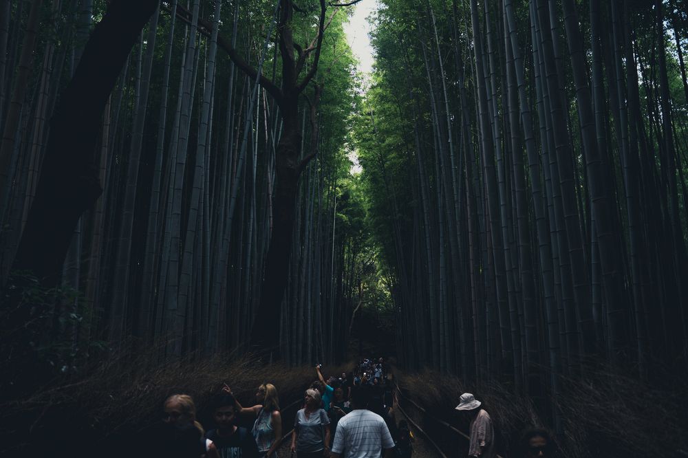 The tall green natural walkway.