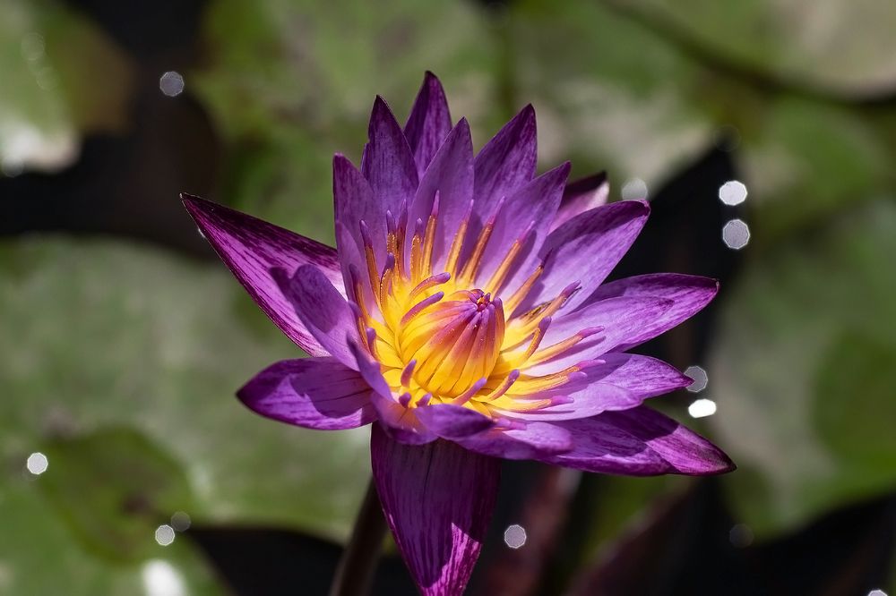 Purple Lotus
