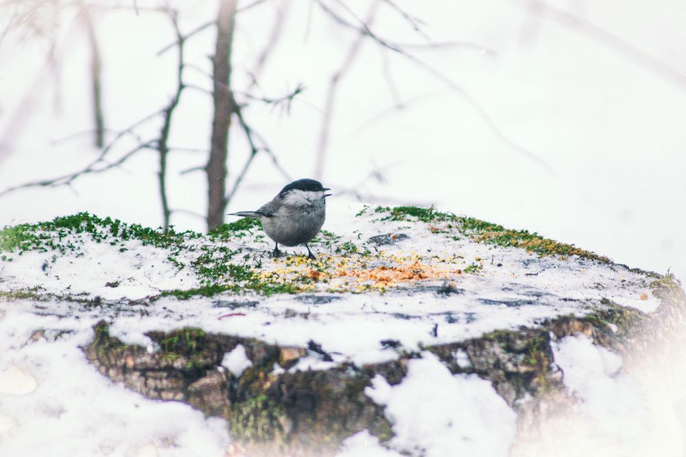 Обед по расписанию