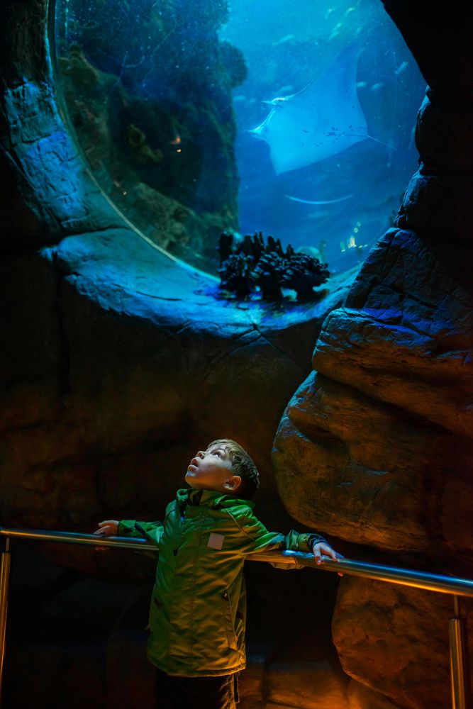 Волшебный подводный мир