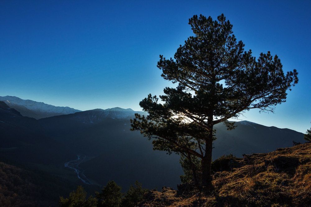 Одинокая сосна в лучах заходящего солнца