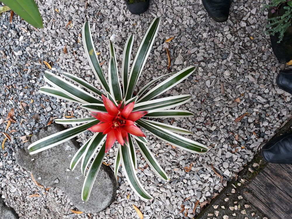 Estrela