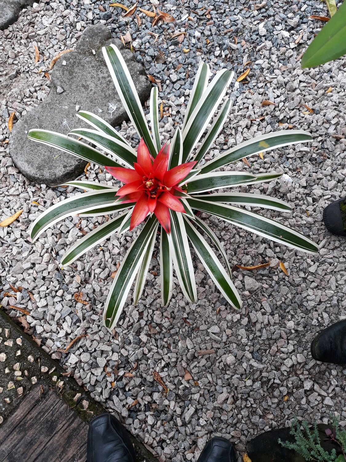 Estrela