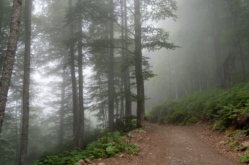 Туманный лес